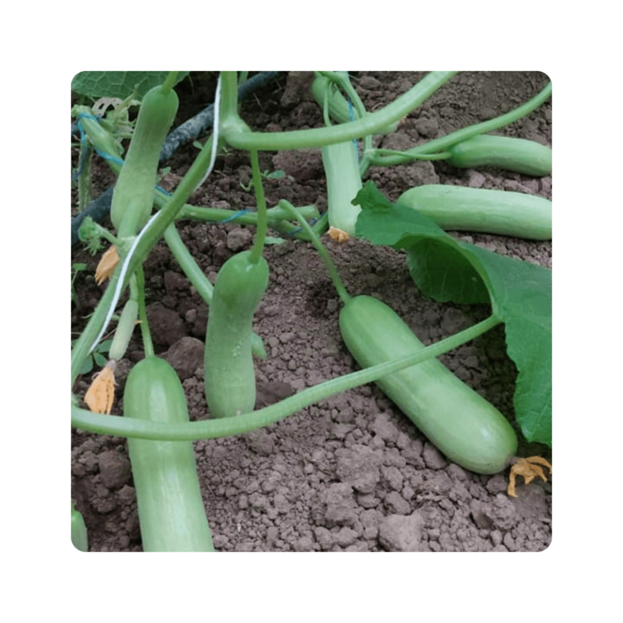 aisi1 აისი F1/ AISI F1 - Image 1