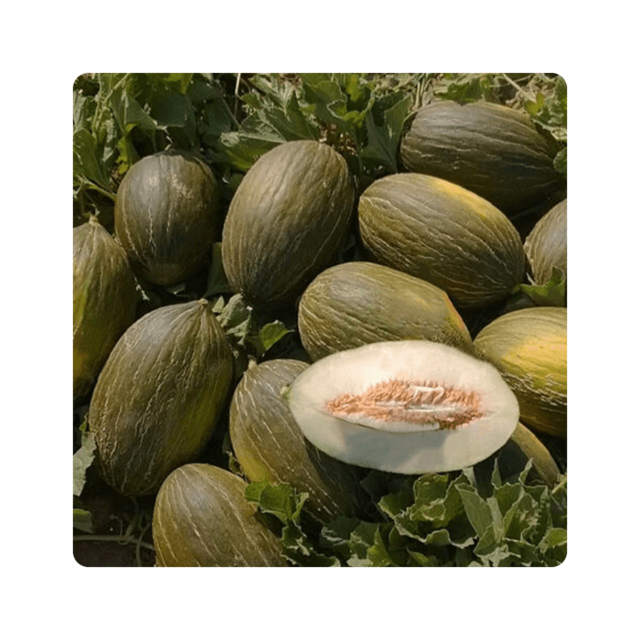 alkarezi ალკარეზი F1/Alkarez F1 - Image 1