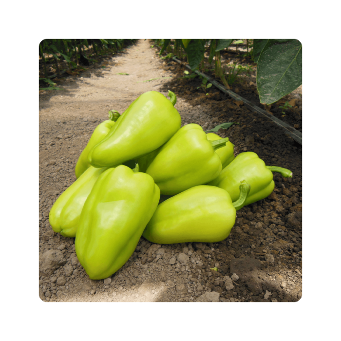 amareta ამარეტა F1/Amaretta F1 - Image 1