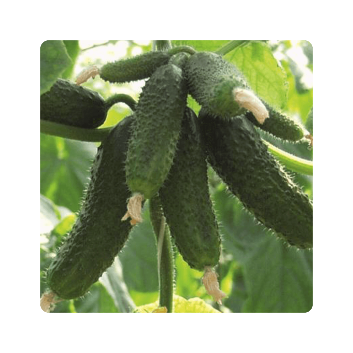 არდია F1/ ARDIA F1 - Image 1