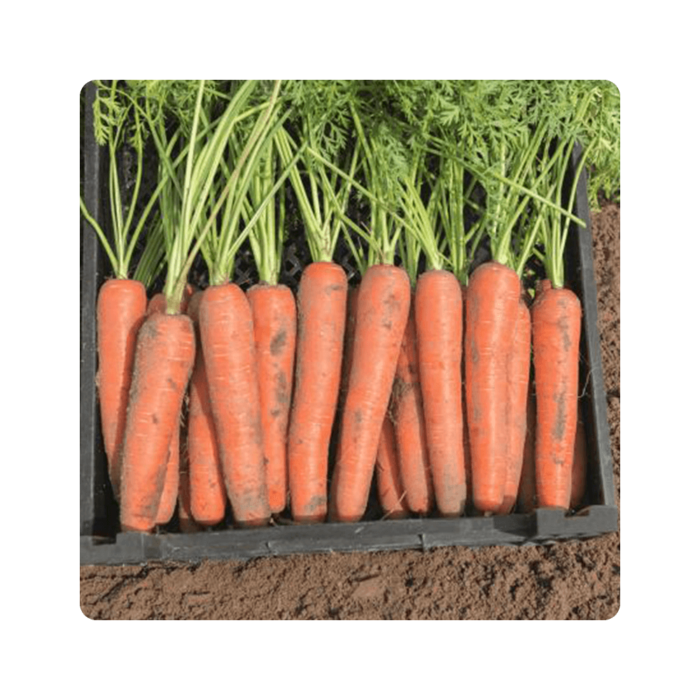 baltimori ბალტიმორი F1/Baltimore F1 - Image 1