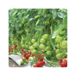 ბელე F1/BELLE F1