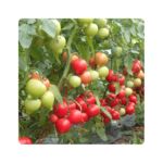 ბელფორტი F1/BELLFORT F1