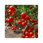 ბერბერანა F1/BERBERANA F1