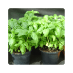 ედვინა/Edwina