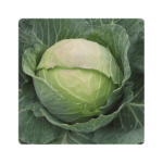 ფრესკო F1/Fresco F1