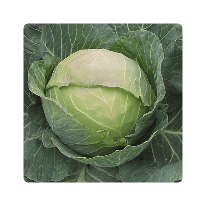 fresko ფრესკო F1/Fresco F1 - Image 1
