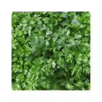 გიგანტე დ იტალია/Gigante d italia