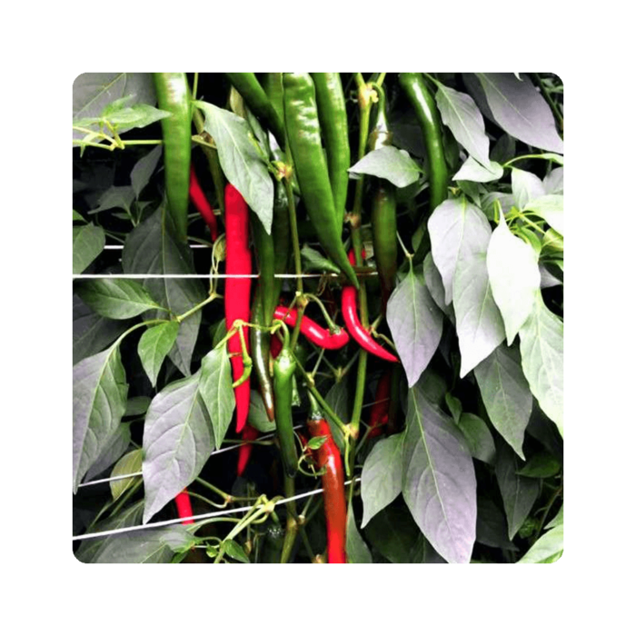 hifae ჰიფაე F1/Hyffae F1 - Image 1