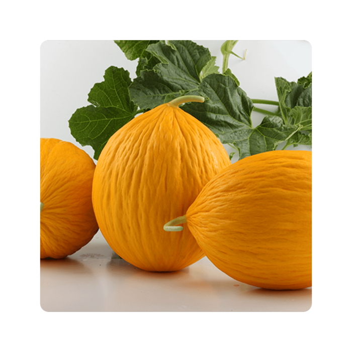 ignazio იგნაზიო F1/Egnazio F1 - Image 1