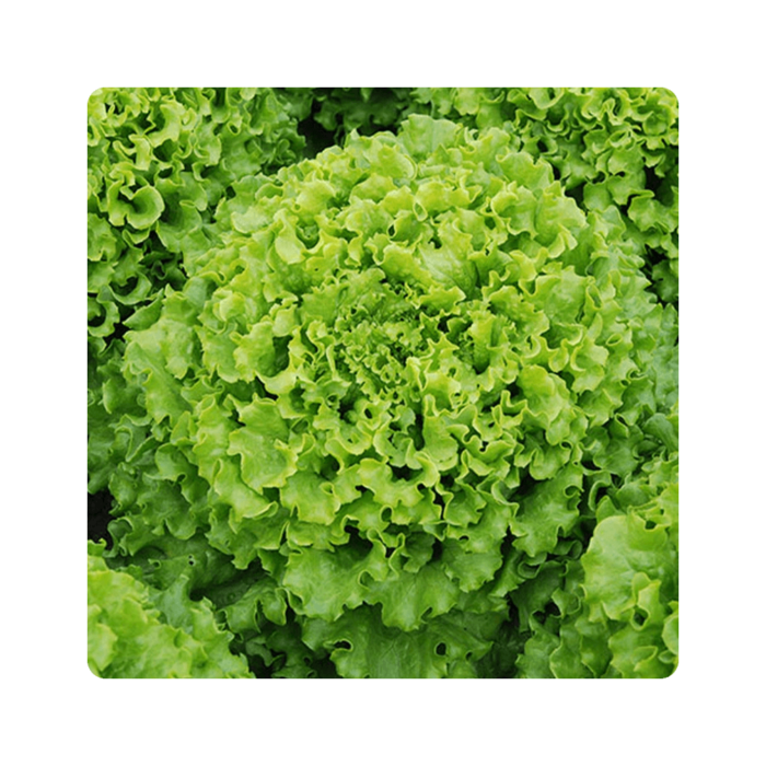 kaipira1 კაიპირა f1/Caipira F1 - Image 1