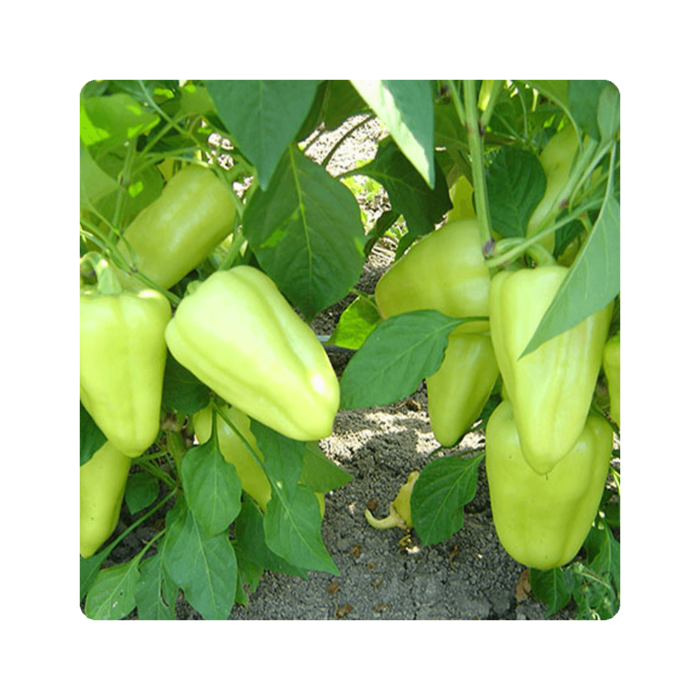 lota ლოტა F1/Lotta F1 - Image 1