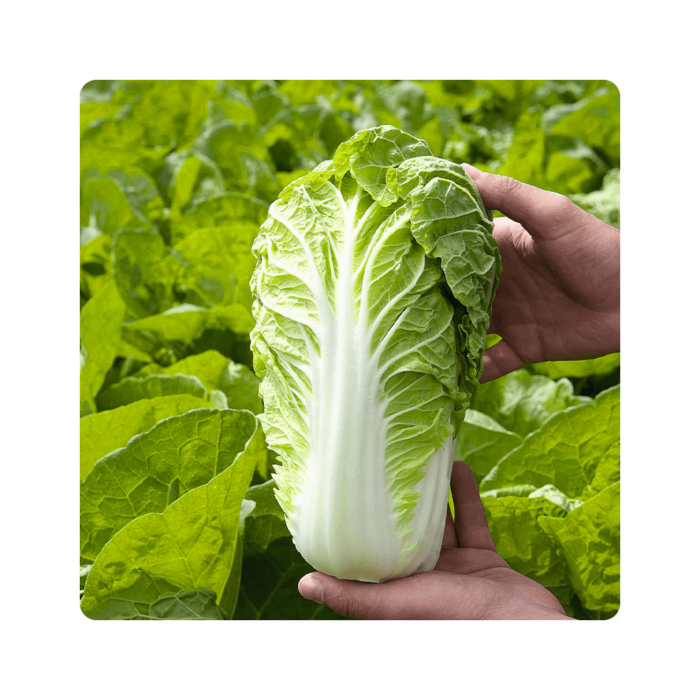 manoko მანოკო F1/Manoko F1 - Image 1