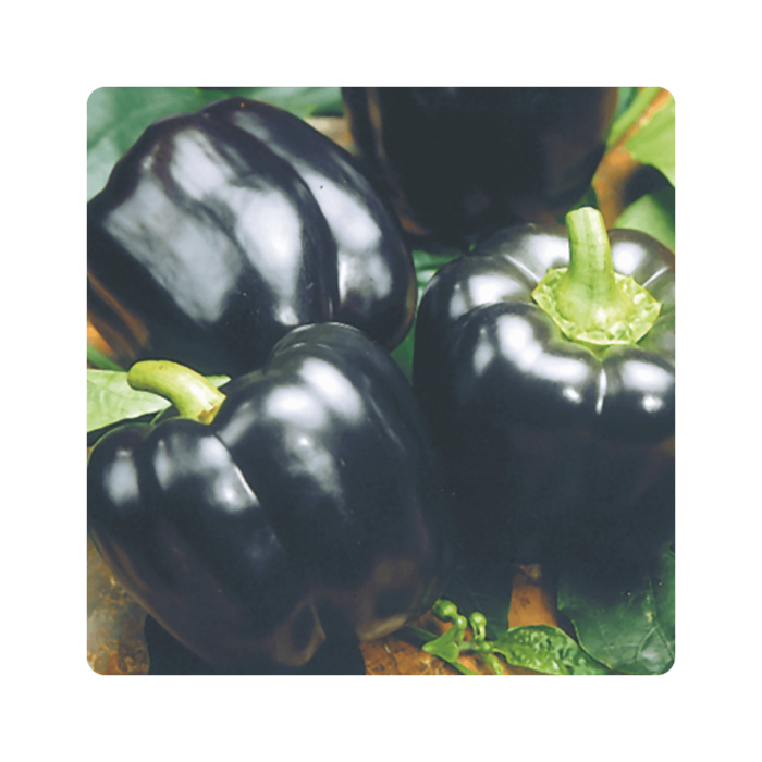 mavrasi მავრასი F1/Mavras F1 - Image 1