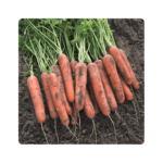 ნატუნა F1/Natuna F1