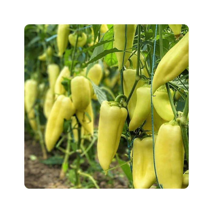 nemezisi ნემეზისი F1/Nemezis F1 - Image 1