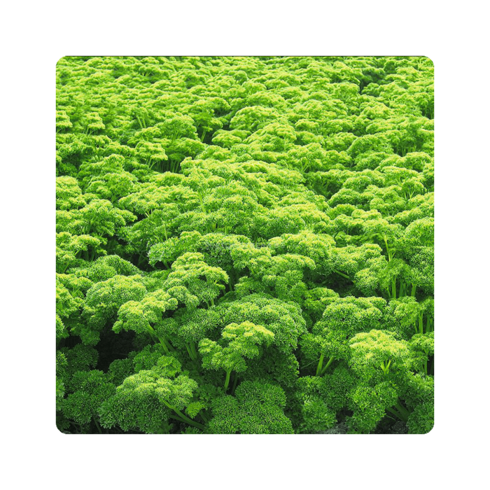 petra1 პეტრა F1/Petra F1 - Image 1