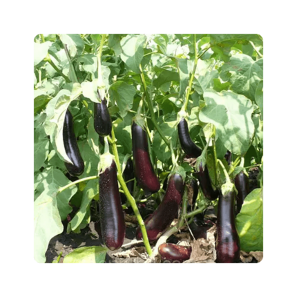 რაფი F1/Rafh F1