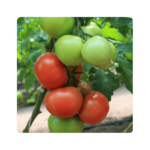 რალი F1/ RALLY F1