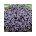 როსიე/Rosie