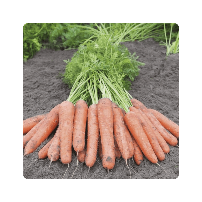 samsoni სამსონი F1/Samson F1 - Image 1