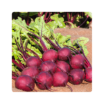 სუბეტო F1/Subeto F1