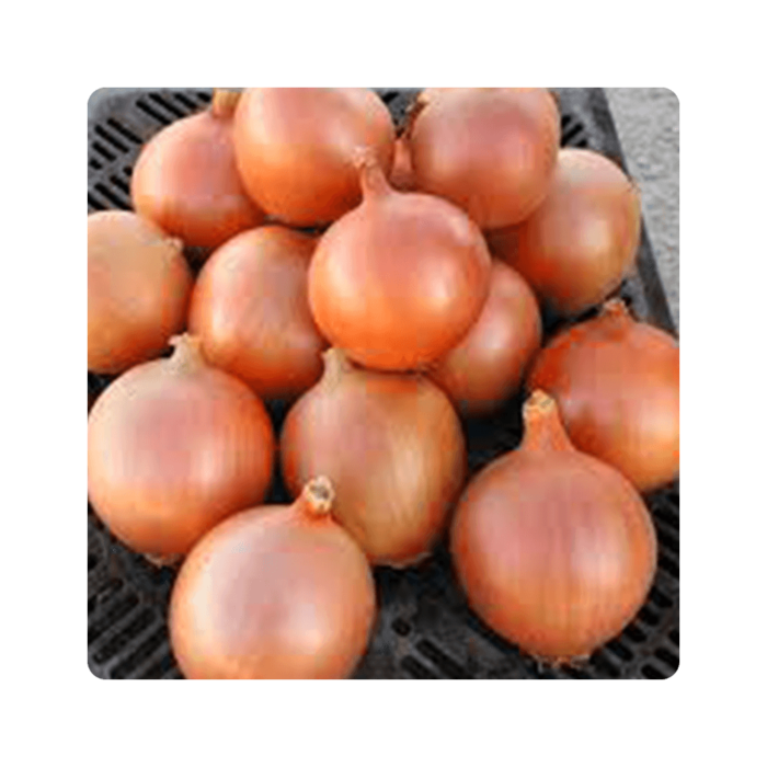 svifti სვიფტი F1/ Swift F1 - Image 1