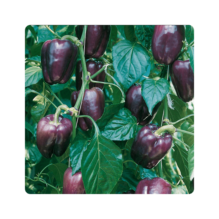 tekila ტეკილა F1/ Tequila F1 - Image 1