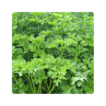 ტიტანი F1/Titan F1