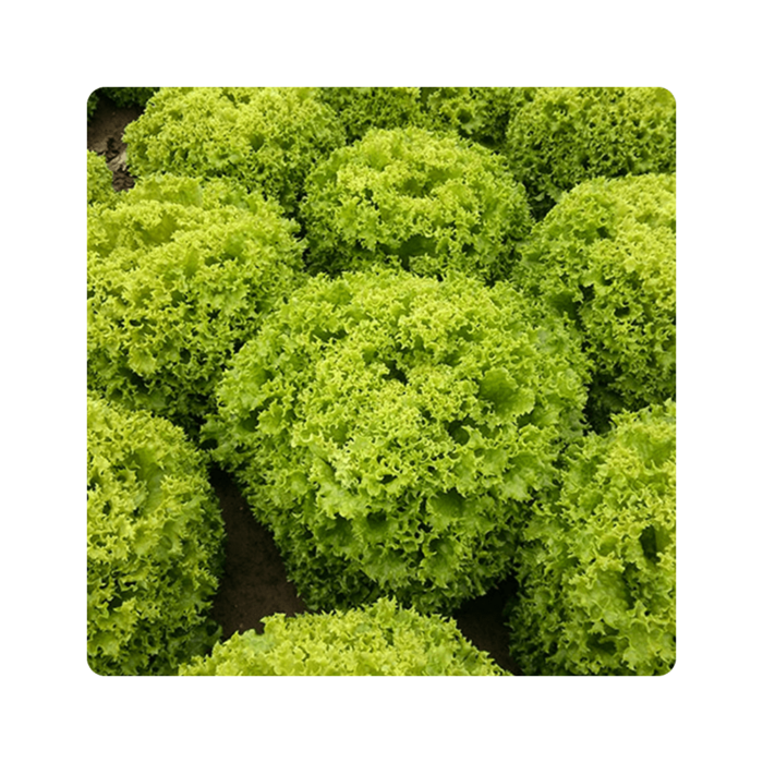 vili ვილი f1/Vili F1 - Image 1