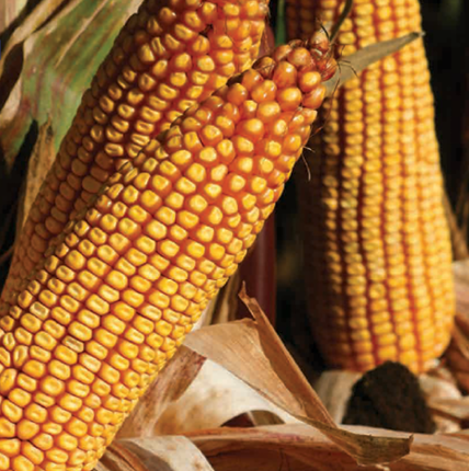 პიონერი P1241