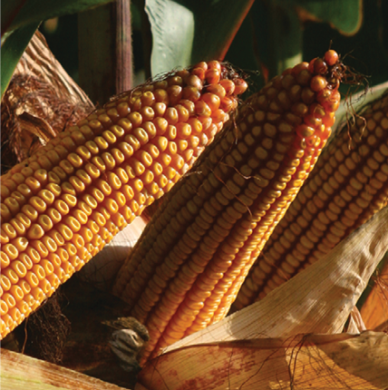 პიონერი P1275