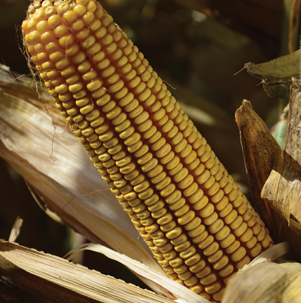 პიონერი P1570