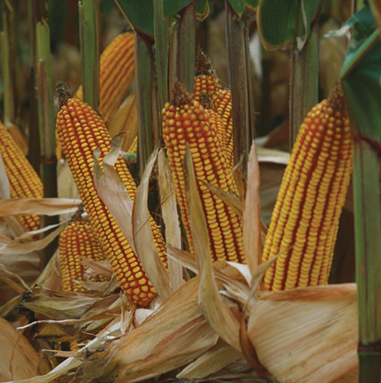 პიონერი P1772