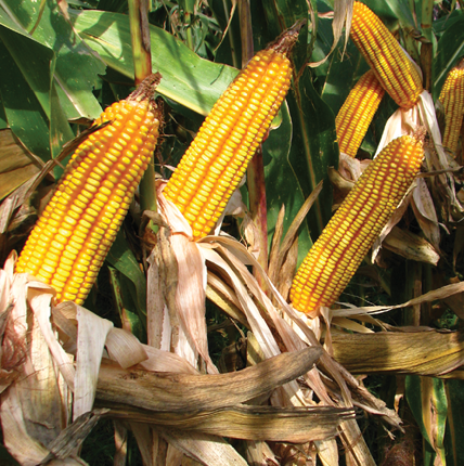 პიონერი PR31G98